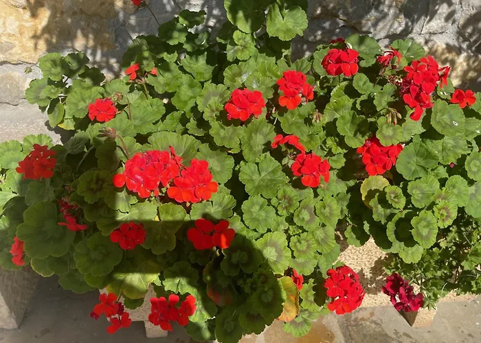 La Victoria Мини-отель